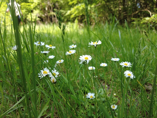 Free Flower Meadow Marguerite photo and picture