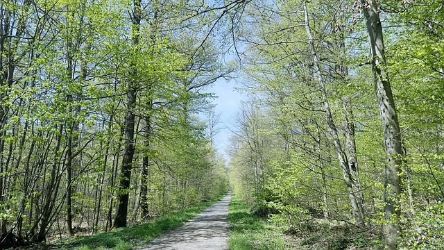 Free Forest Spring photo and picture