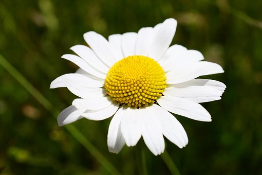 Marguerite Daisy, Tusindfryd