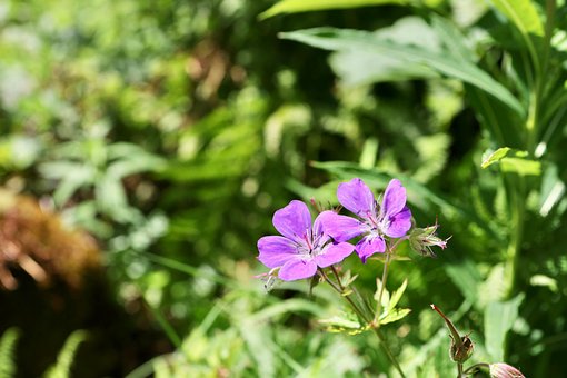 Kranæb, Geranium, Blomster