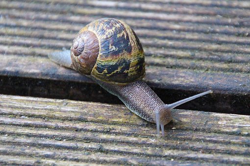 Snegl, Dyr, Natur, Plettet Snegl