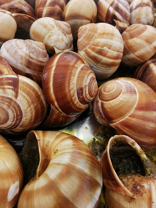 Download Snails, Shell, Creature. Royalty-Free Stock Illustration Image ...
