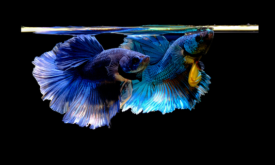 Free Fish Ocean photo and picture