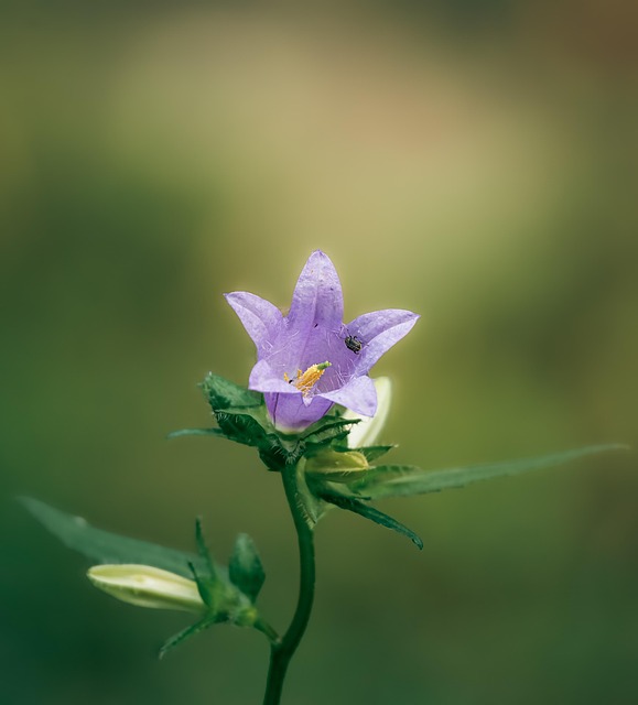 Blomst, Plante, Lilla Blomst, Kronblade
