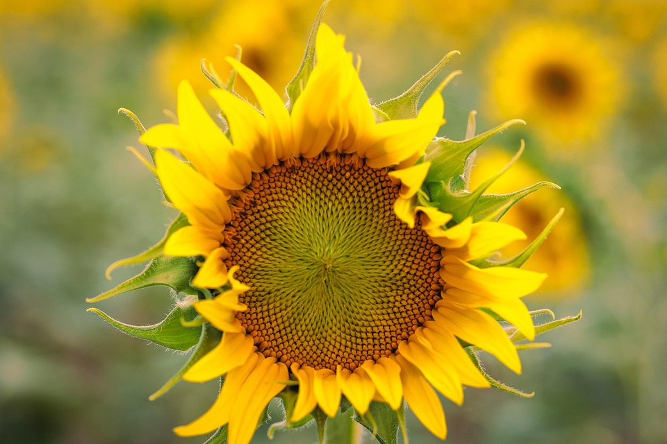 Sunflower Flower Plant Yellow - Free photo on Pixabay - Pixabay