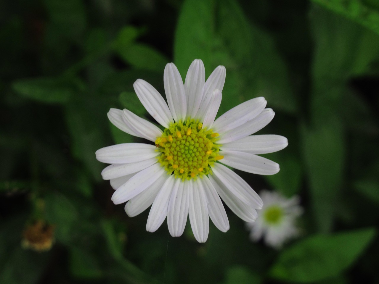 Fleurir Bloom Fleurs Le - Photo gratuite sur Pixabay - Pixabay