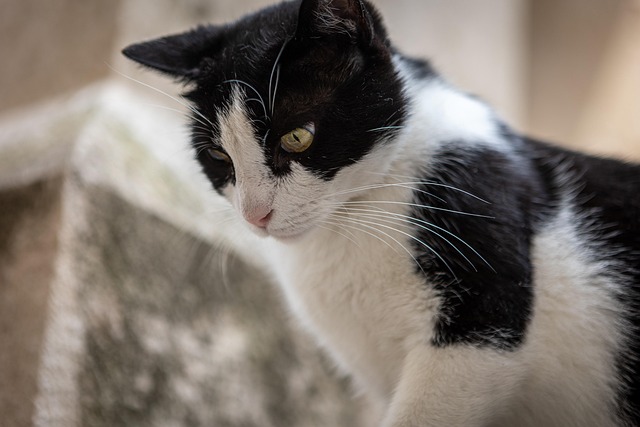 Free Cat Animal photo and picture