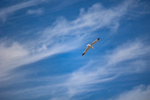 Free Gull Clouds photo and picture