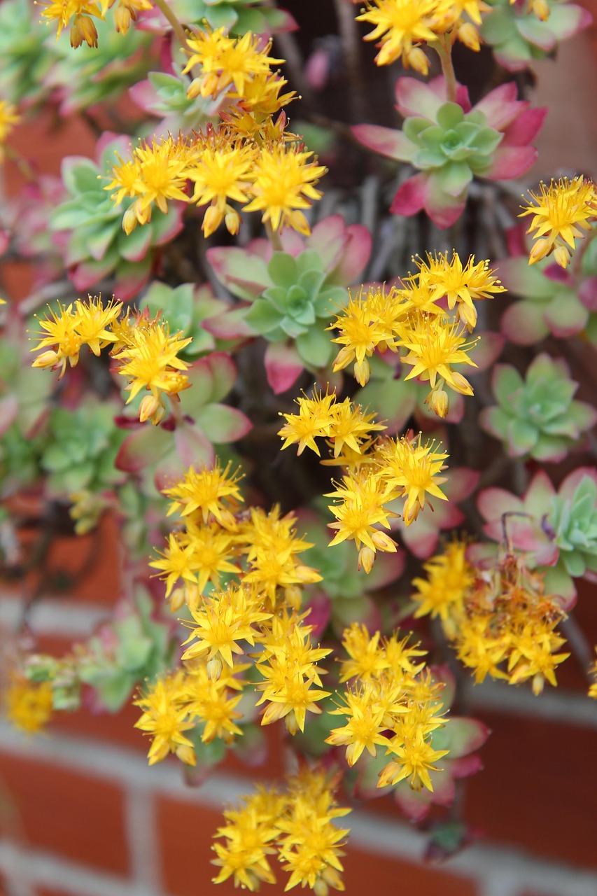Sedum Palmeri Flowers Plant - Free photo on Pixabay - Pixabay
