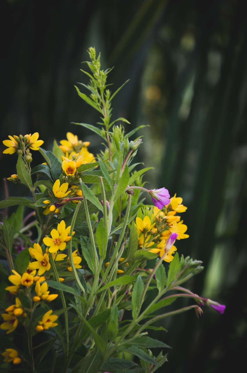 Swamp Flowers Plants - Free photo on Pixabay - Pixabay