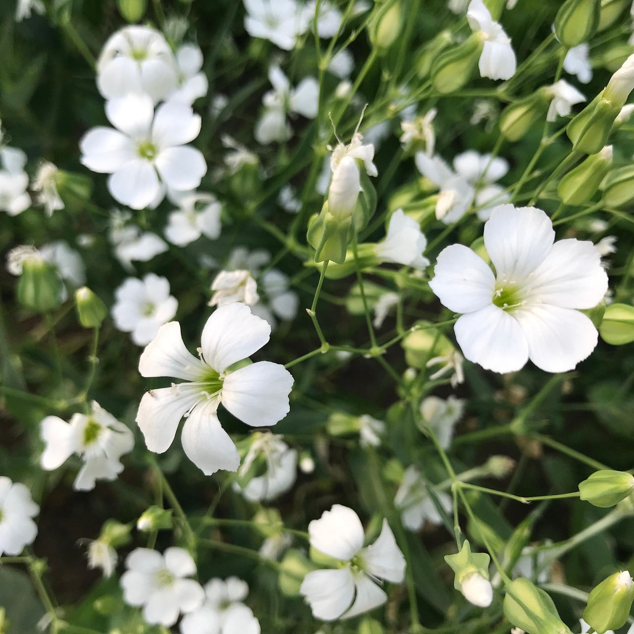 White Little Flower Mobile Phone Free photo on Pixabay Pixabay