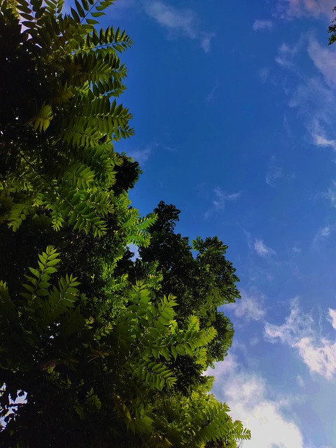Naturaleza, Bosque, Cielo, Verde