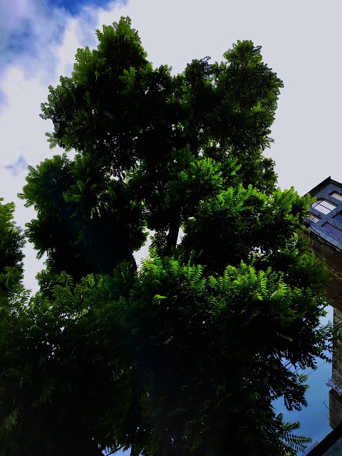 Árbol, Naturaleza, Bosque, Paisaje