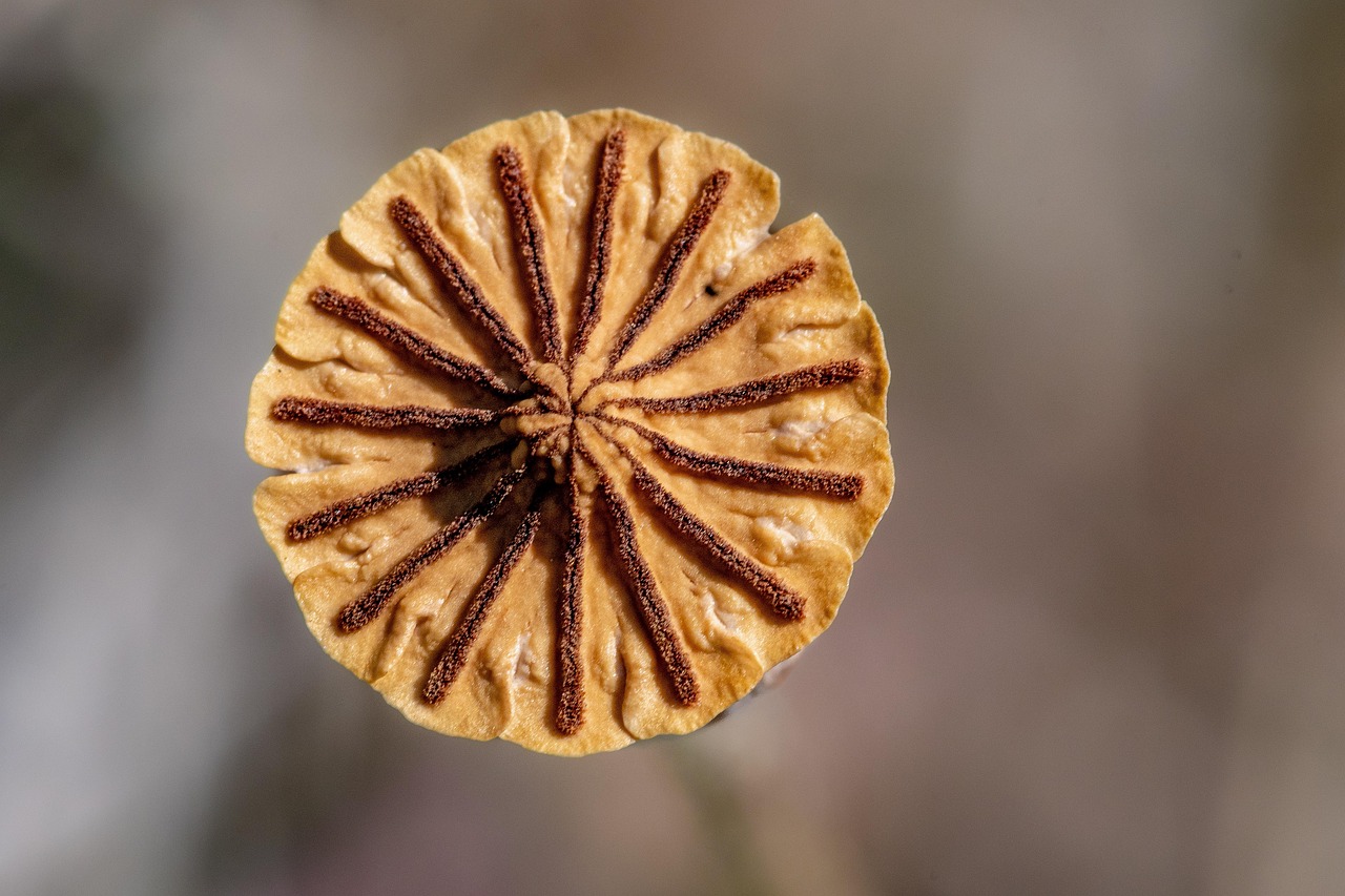 Common Poppy - free online jigsaw puzzle photo