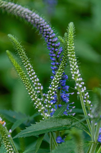 70+ Free Speedwell & Nature Images - Pixabay