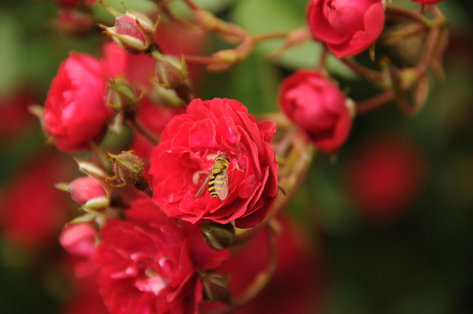 Hover Fly Insect Rose - Free photo on Pixabay