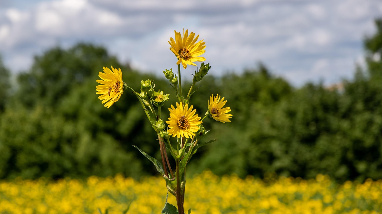 Compass Plant Flowers Plants - Free photo on Pixabay