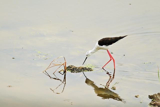 Vogel, Aviaire, Dier, Ornithologie