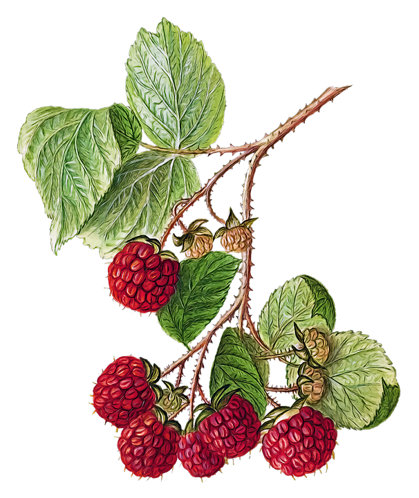 Raspberry Plant Drawing