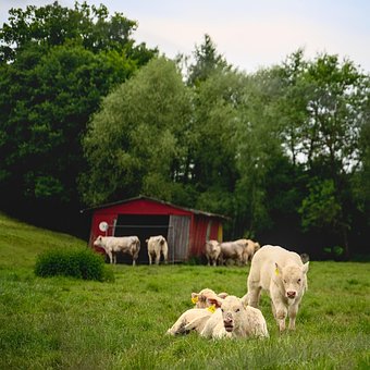 Kyr, Beitemark, Eng, Kalver, Låve, Trær