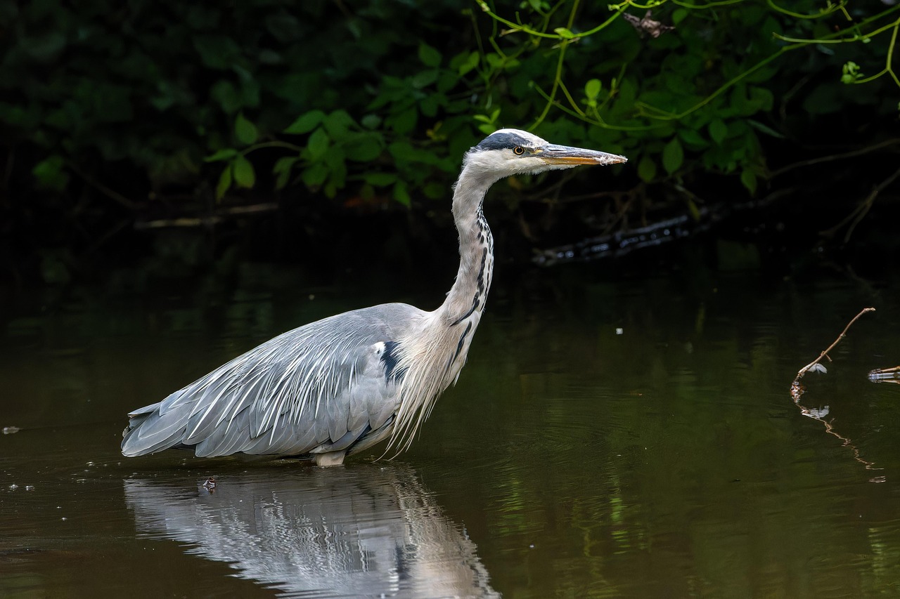 灰色のサギ サギ 鳥 Ardea - Pixabayの無料写真 - Pixabay