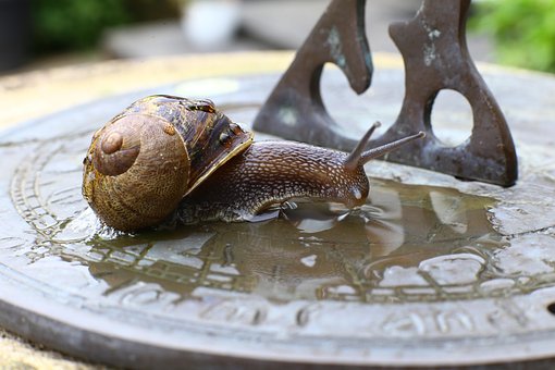 Free Snail Shell photo and picture