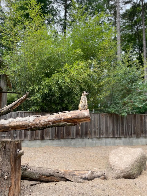 Stokstaartje, Dierentuin, Dier