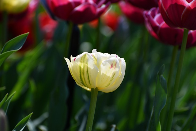 Free Nature Flower photo and picture