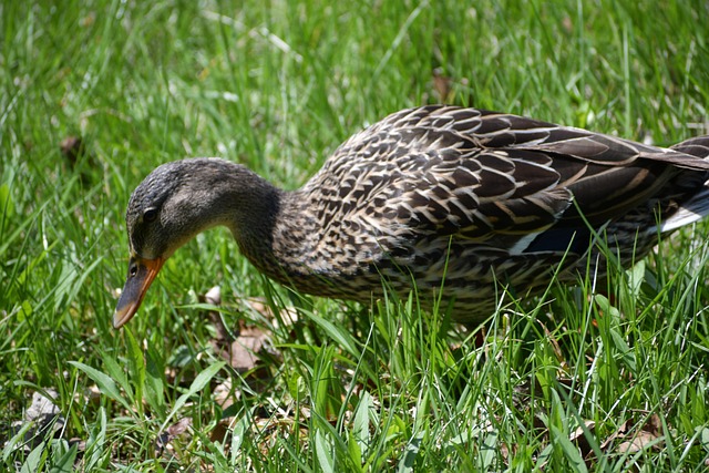 Free Bird Nature photo and picture