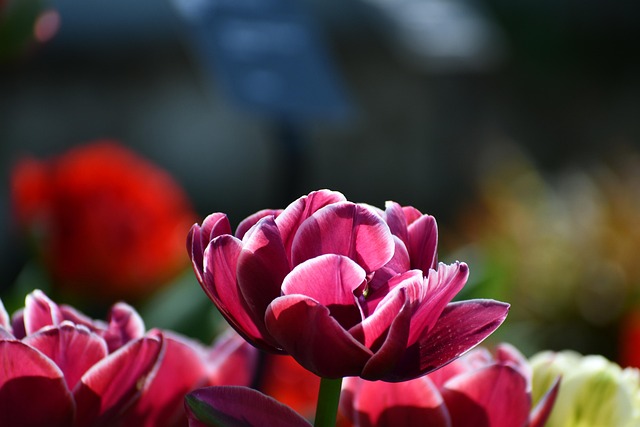 Free Flower Nature photo and picture