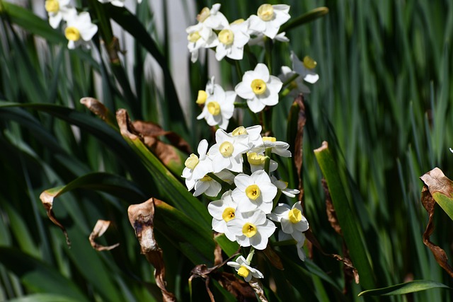 Free Nature Flower photo and picture