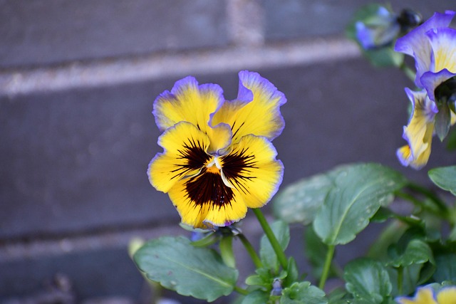 Free Nature Flower photo and picture