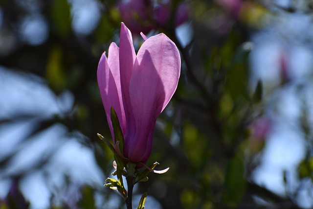 Free Nature Flower photo and picture