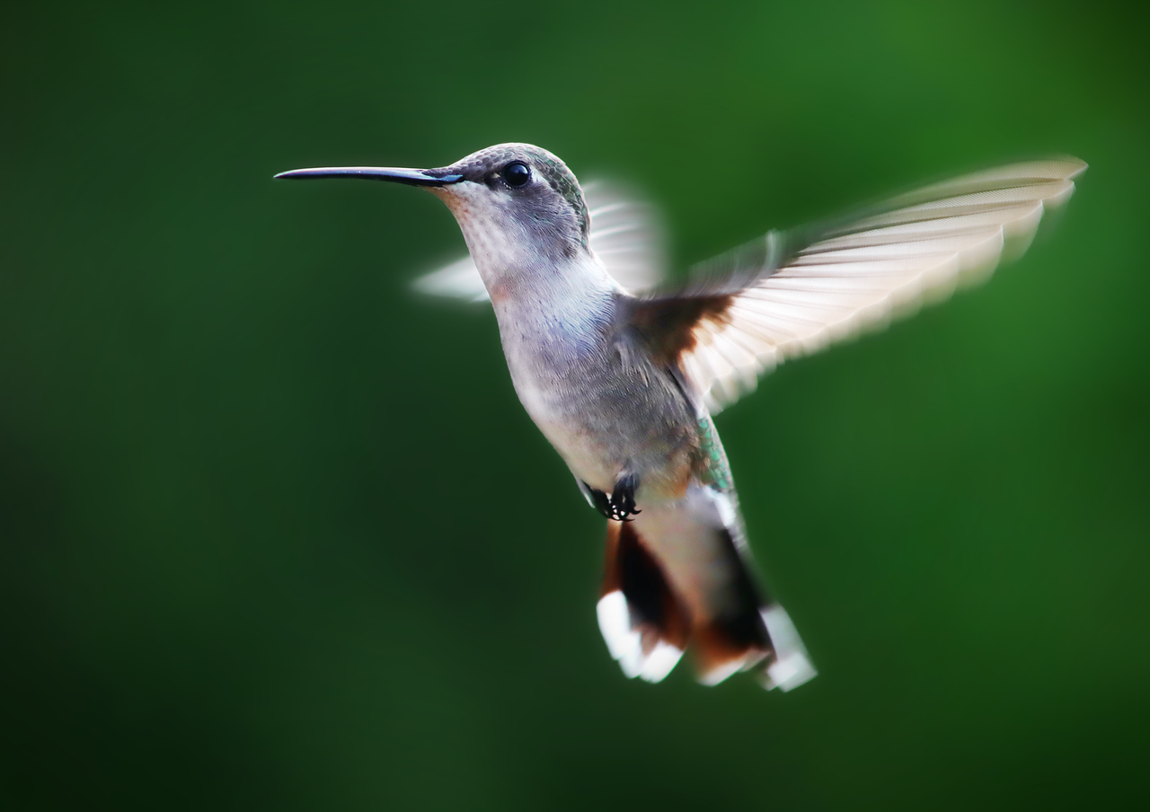 Hummingbird Animal Bird - Free photo on Pixabay - Pixabay