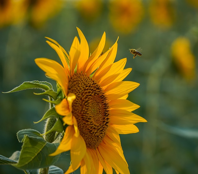 Bi, Blomst Tapet, Smukke Blomster