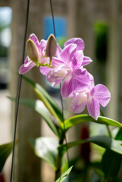 Free Orchids Flowers photo and picture