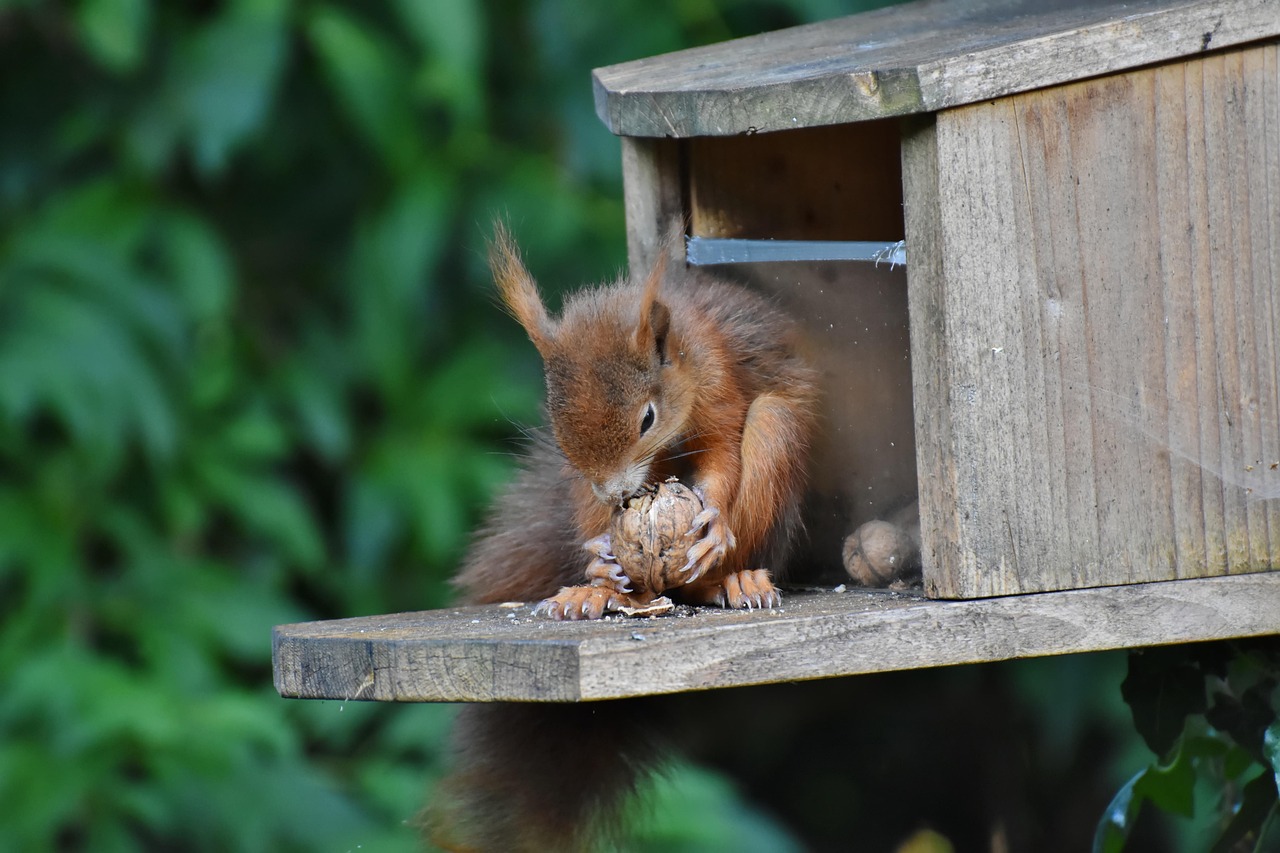 Squirrel Rodent Animal - Free photo on Pixabay