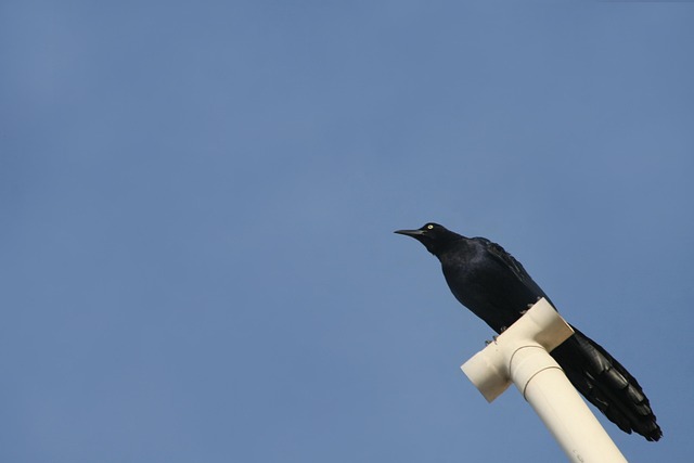 Free Crow Bird photo and picture