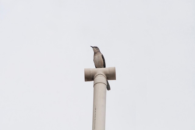Free Southern Mockingbird Bird photo and picture
