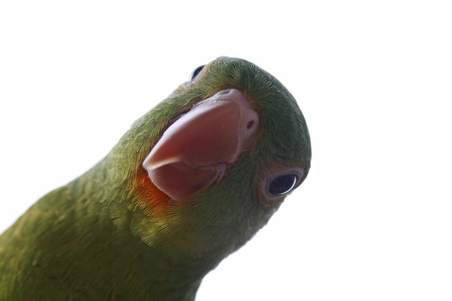 Free Parakeet Bird photo and picture