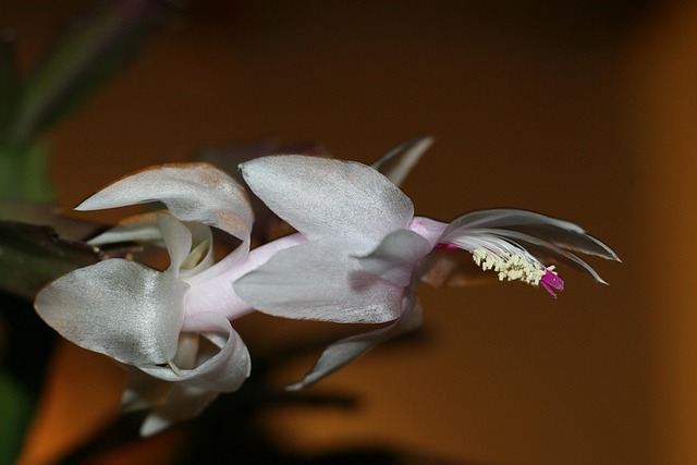 Free Flower May photo and picture