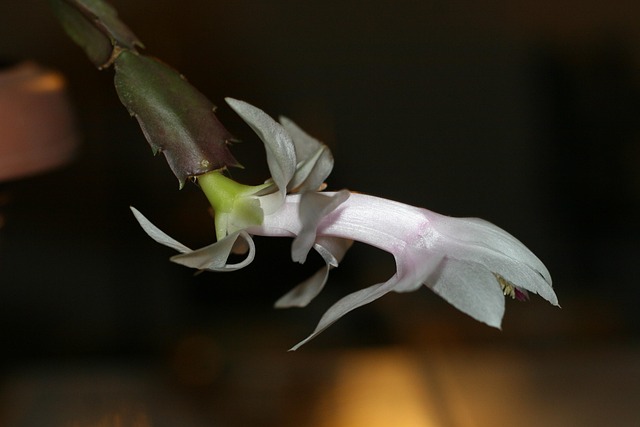 Free Flower May photo and picture