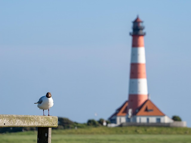 Free Gull Lighthouse photo and picture