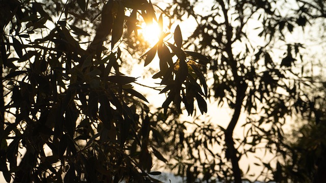 Free Sun Leaves photo and picture