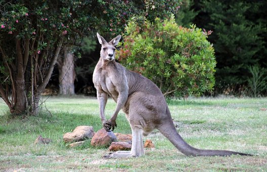 Free Kangaroo Eastern Grey Kangaroo photo and picture
