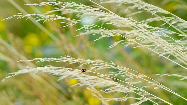 Free Field Nature photo and picture