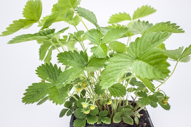 Vilde Jordbær, Jordbær Plante, Plante