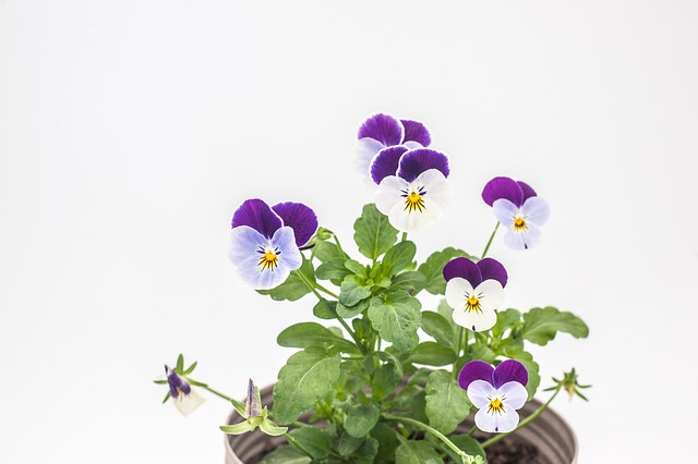Blomster, Stedmoderblomster