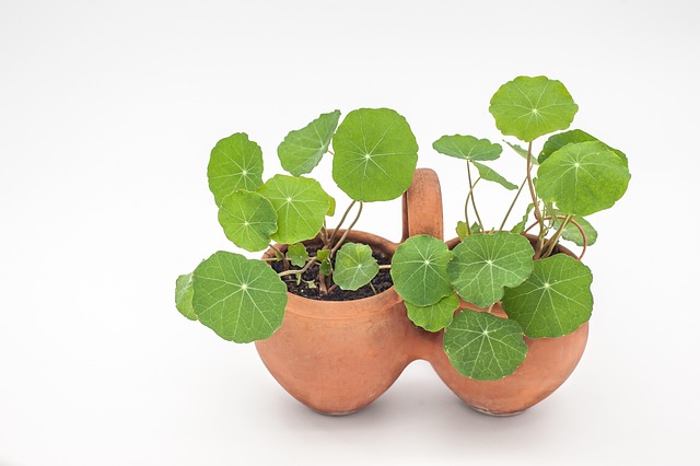 Nasturtium, Have-Nasturtium, Tropaeolum