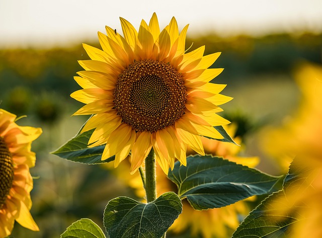 Solsikker, Gule Blomster, Blomster, Have